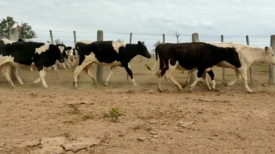Lote Chapero Juan - Vaq. para entorar
