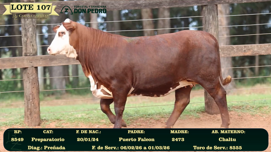 Lote LOTE 107