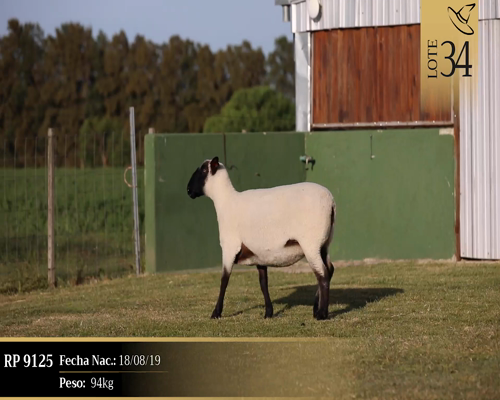 Lote Borregas a remate en Cabaña Las Brujas, San José