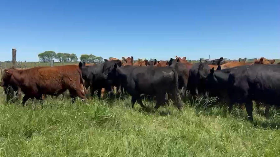 Lote 45 Novillitos y vaquillonas