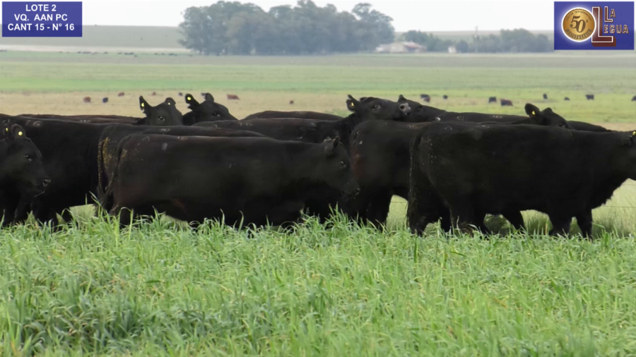 Lote VAQ. ANGUS NEGRAS P. CONTROLADAS C/GTÍA DE PREÑEZ