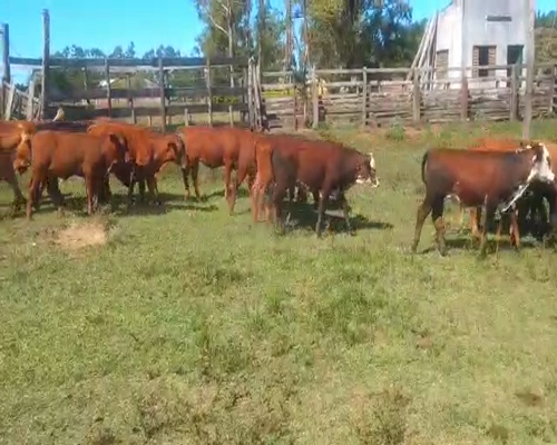 Lote 82 Terneros en Virasoro, Corrientes