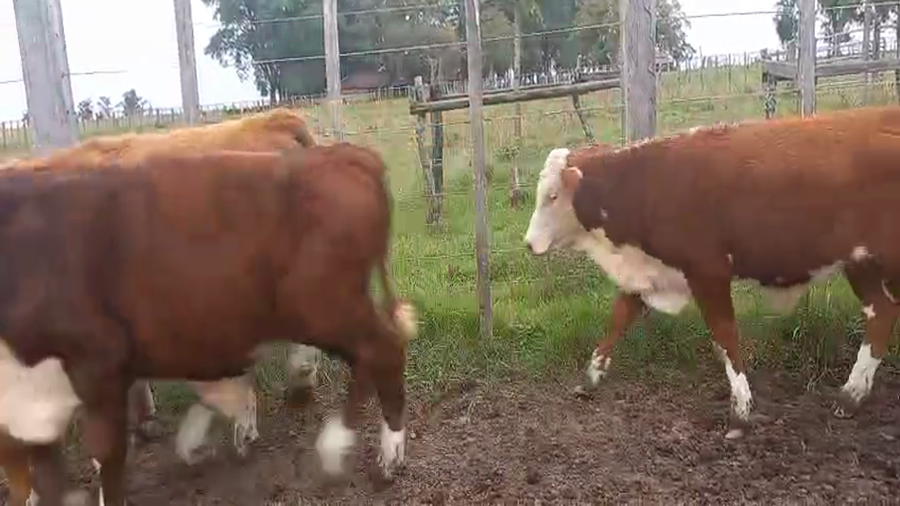 Lote 44 Terneros