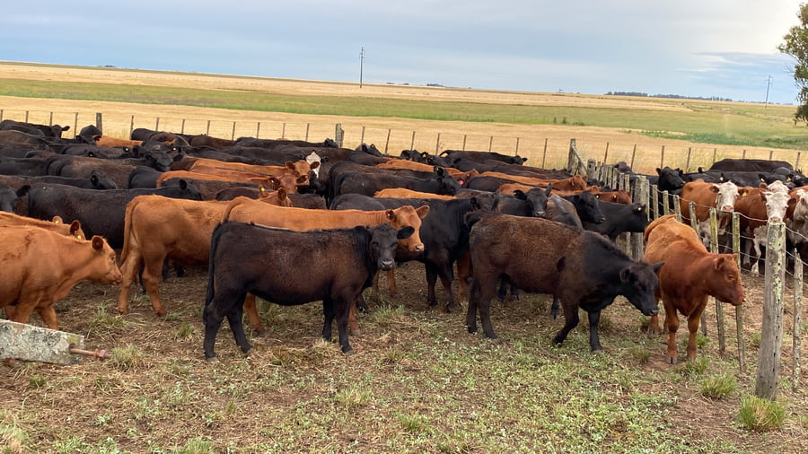 Lote 100 Vaquillonas en Tres Arroyos, Buenos Aires