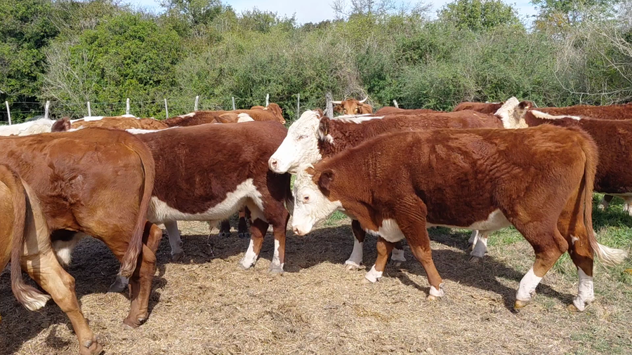 Lote 30 Novillos en Corrientes, Sauce