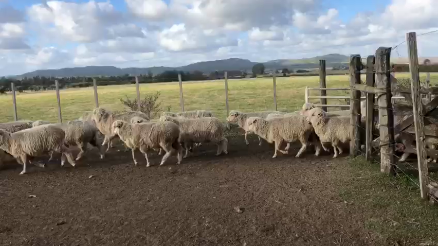 Lote 370 Ovejas IDEAL Y MERILIN a remate en PANTALLA CAMY 55kg - , San José