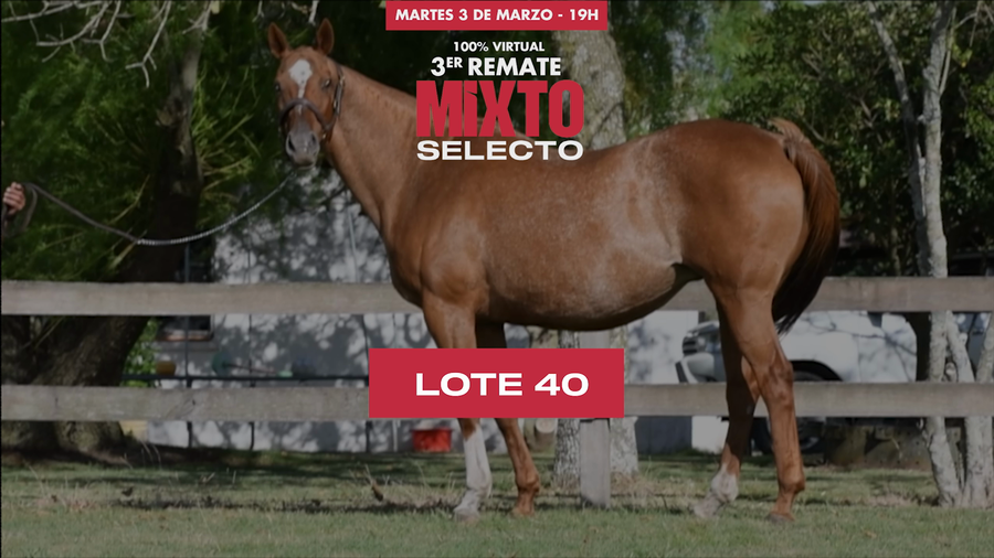 Lote SOUTH CAROLINE