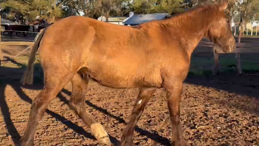 Lote 1 Yeguas en Curuzú-Cuatiá, Corrientes