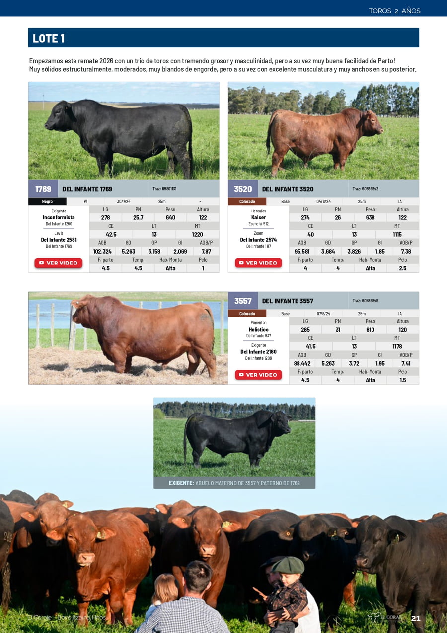Lote Lote 1