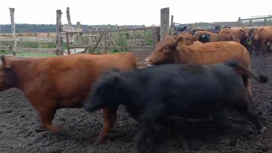 Lote 20 Vaquilla Gorda en Cabrero, VIII Región Biobío