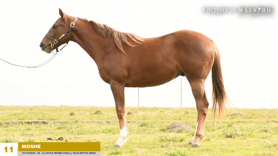 Lote MOSHE