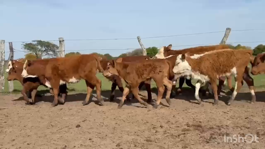 Lote 47 Vacas medio uso C/ cria en Corrientes, Paso de Los Libres