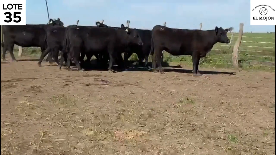 Lote "VAQUILLONAS MAS PREÑADAS DE LA CABAÑA ""EL MOJON"" DE MOHR"
