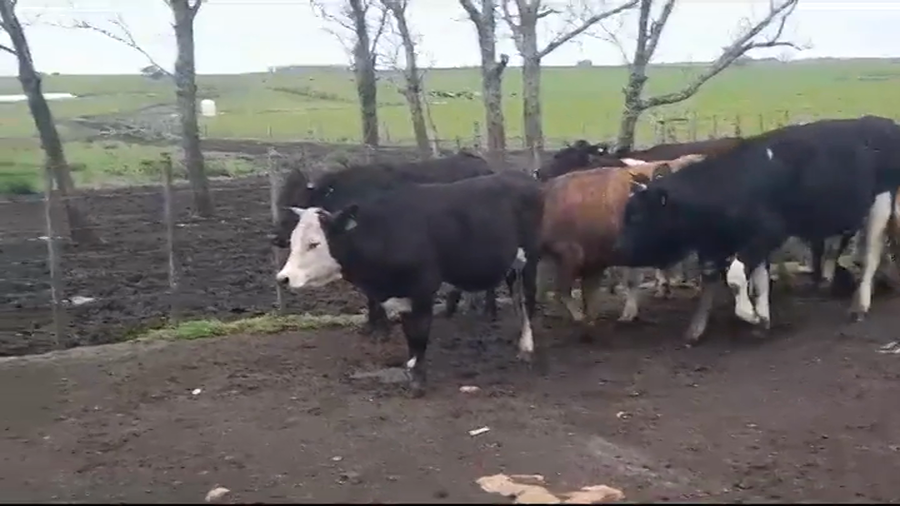 Lote NOVILLOS 1 A 2 AÑOS