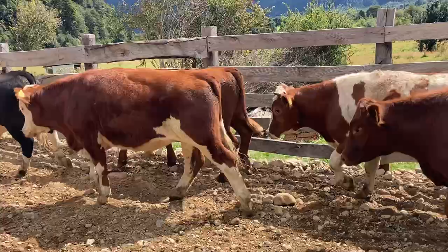 Lote 50 Novillo Engorda en Aysén, XI Región Aysén
