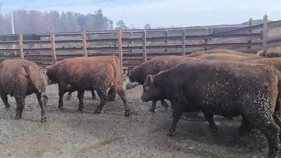 Lote 20 Vaquilla Gorda en Los Ángeles, VIII Región Biobío