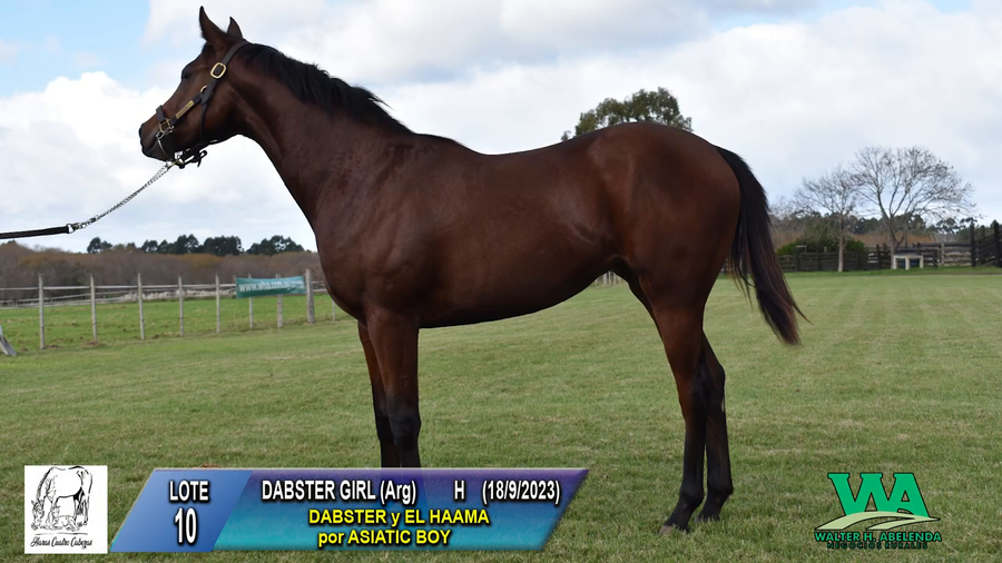 Lote DABSTER GIRL (Arg)