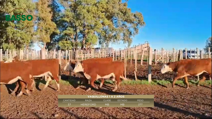 Lote 37 Vaquillonas 1 a 2 años en Goñi, Florida