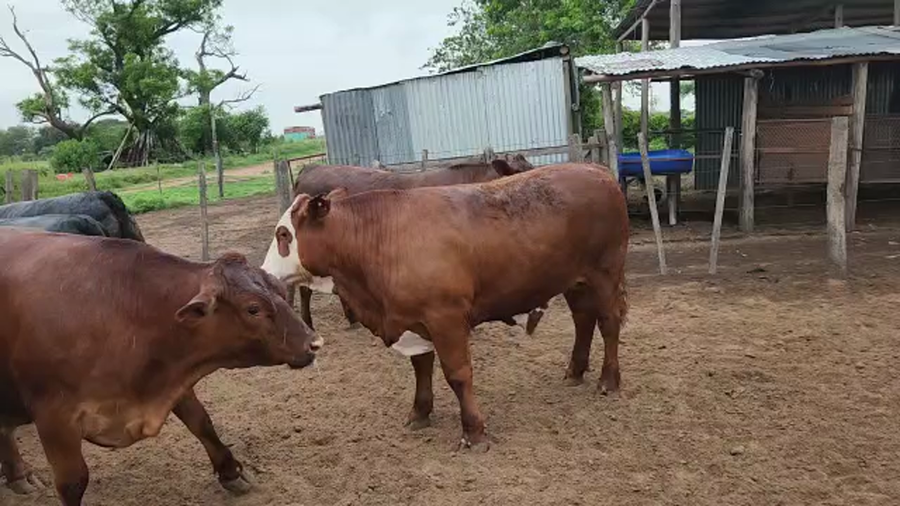 Lote 90 Novillos Braford en Cayastá, Santa Fe