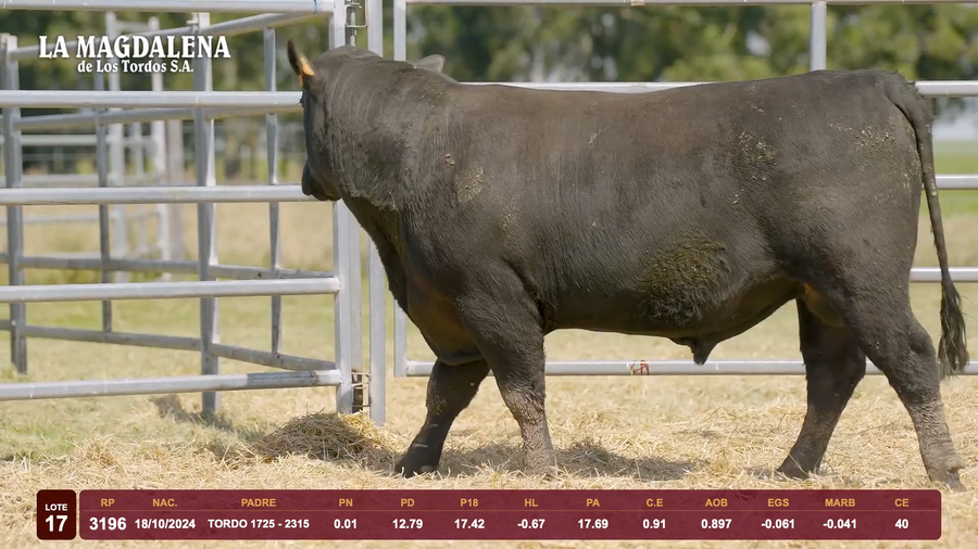 Lote Lote 17 - Angus