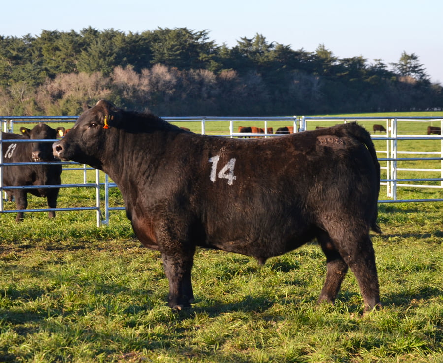 Lote TOROS PEDIGREE H427 H451