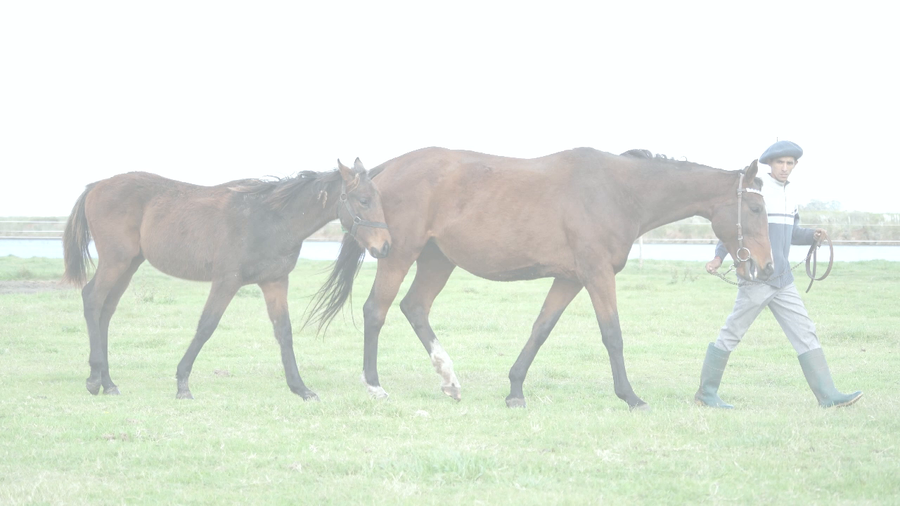Lote NOBLEZA ORIENTAL (E DUBAI -  NOBLE QUEEN)  PREÑADDA Y C/CRIA AL PIE
