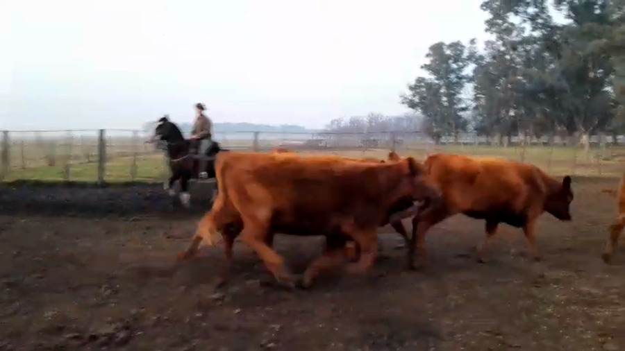 Lote 25 Vaquillonas C/ gtia de preñez en Buenos Aires, Las Flores