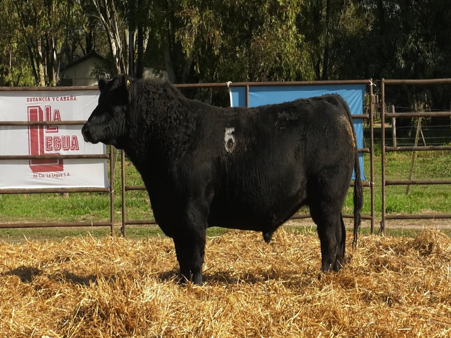 Lote TOROS ANGUS NEGROS PC