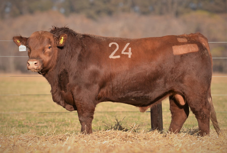 Lote Toro Angus PC