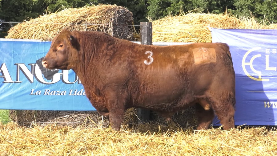 Lote TOROS ANGUS PURO CONTROLADO
