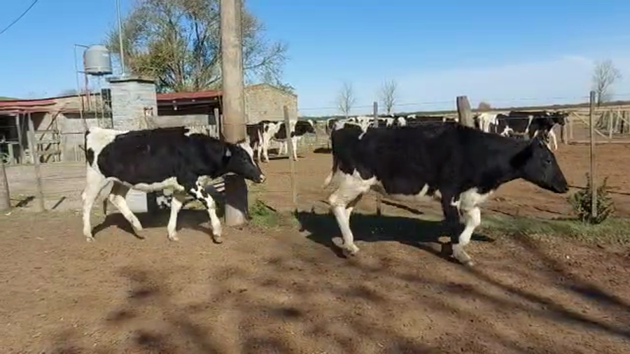 Lote Est. Don Osvaldo - Recria