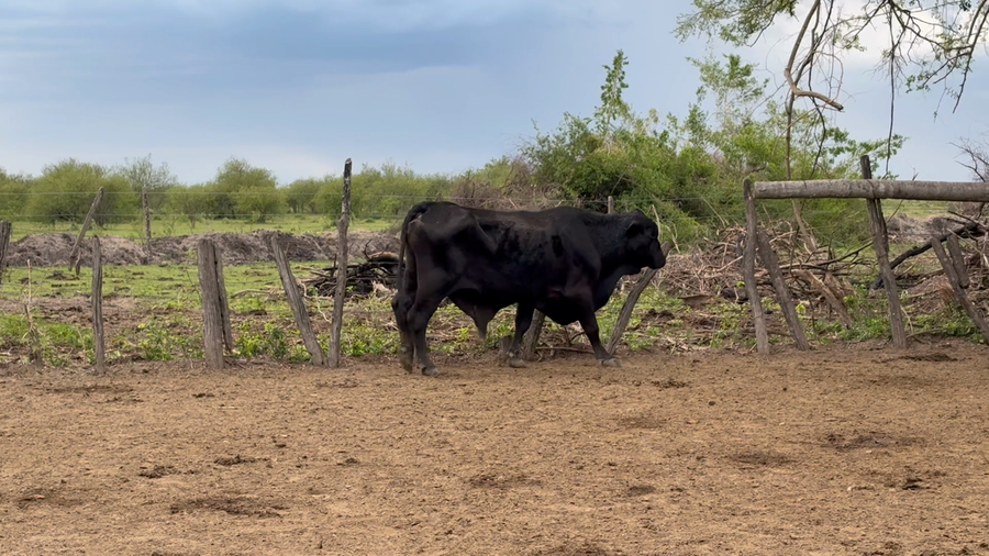 Lote 1 Toros en Corrientes, San Luis del Palmar