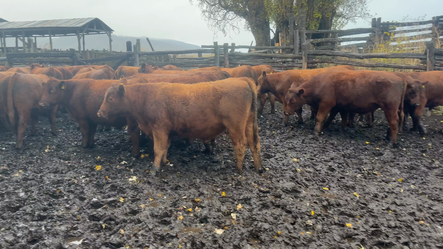 Lote 50 Novillo Engorda en Coyhaique, XI Región Aysén