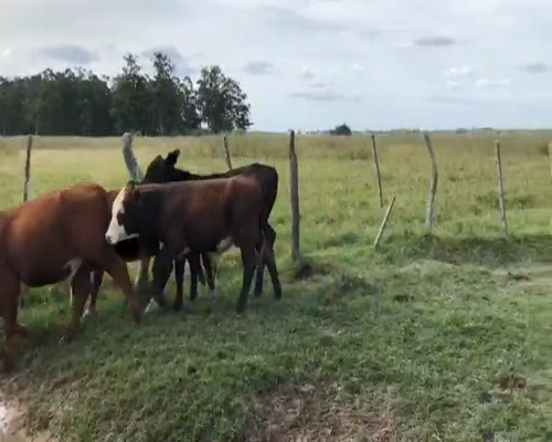 Lote 56 Novillitos en Goya, Corrientes