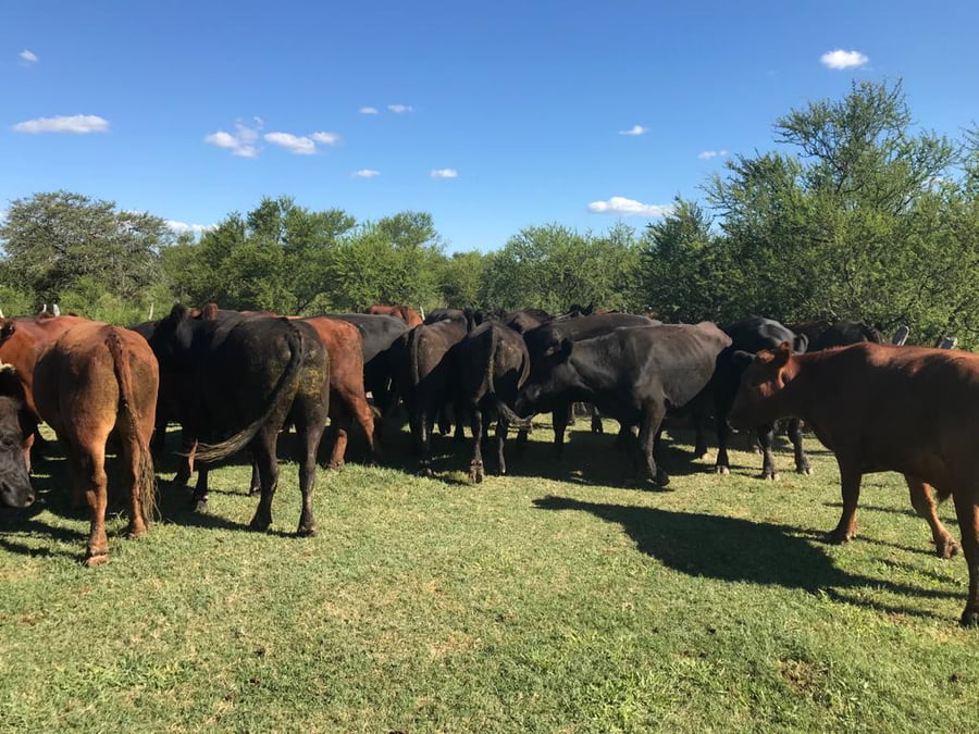Lote SAENZ VALIENTE, BULLRICH Y Cia. S.A.