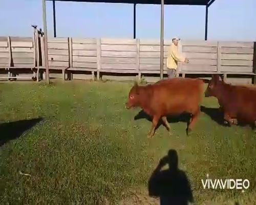 Lote 20 Terneras en Saladillo, Buenos Aires