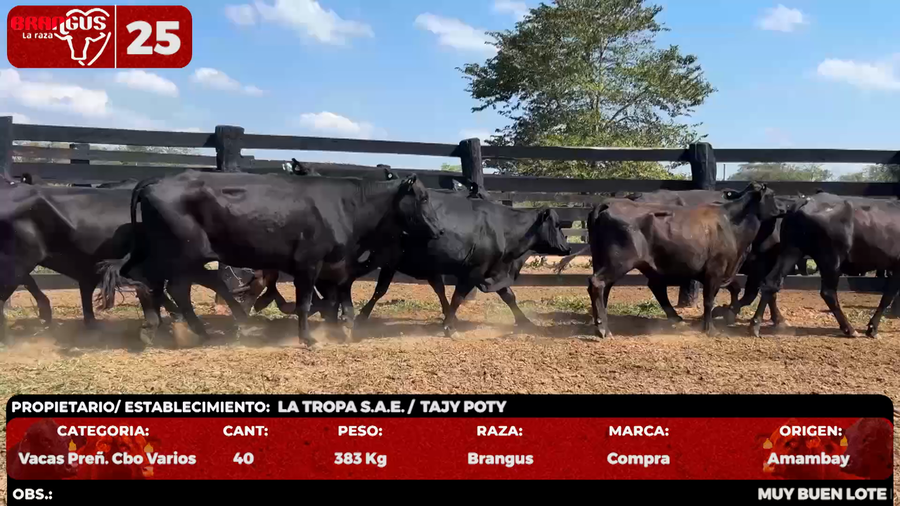 Lote LOTE 25 - POR PANTALLA