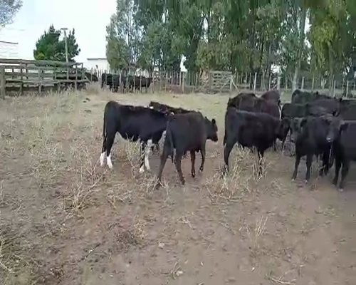 Lote 88 Terneros/as en Chillar, Buenos Aires