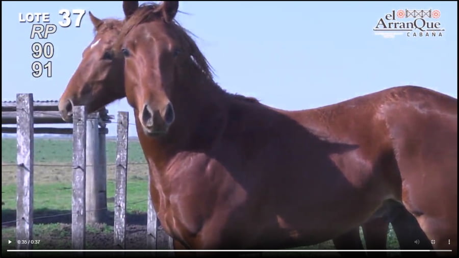 Lote 2 Padrillo Cuarto de Milla - Santa Anita, Entre Rios