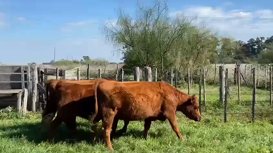 Lote 22 Vaquillonas preñadas