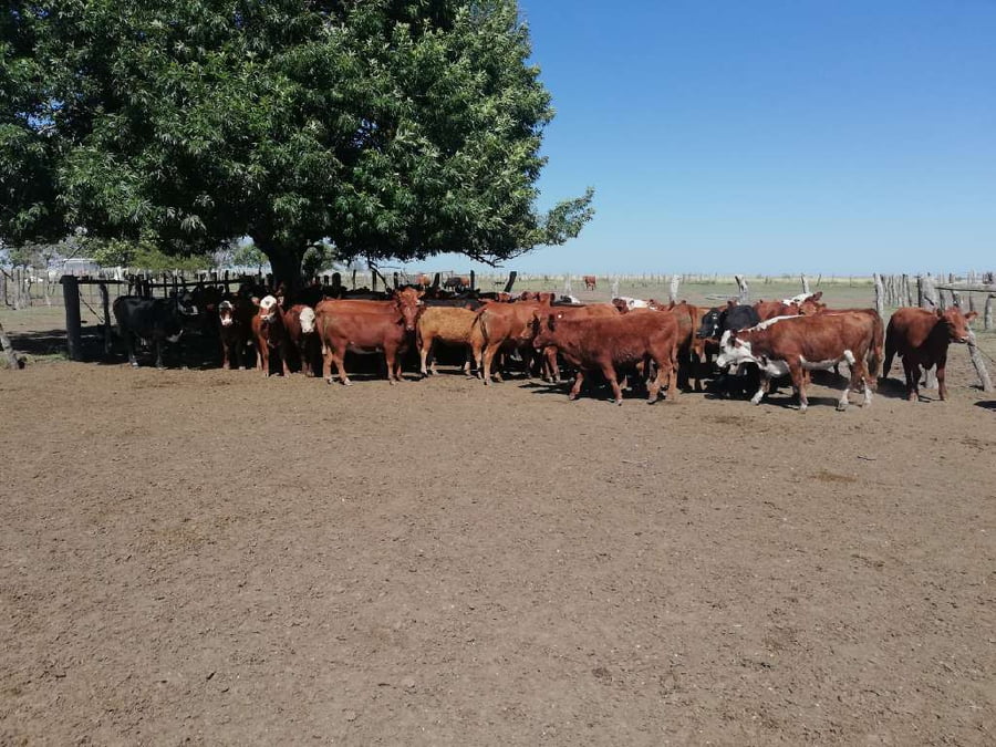 Lote 55 Terneras en Federal, Entre Ríos
