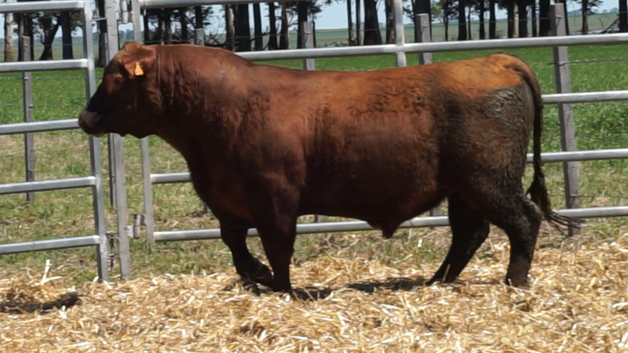 Lote 3 Toros a remate en 22º Remate Anual La Magdalena, Salto