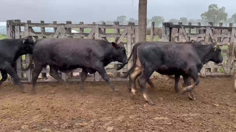 Lote 84 Novillos en Bandera, Santiago del Estero