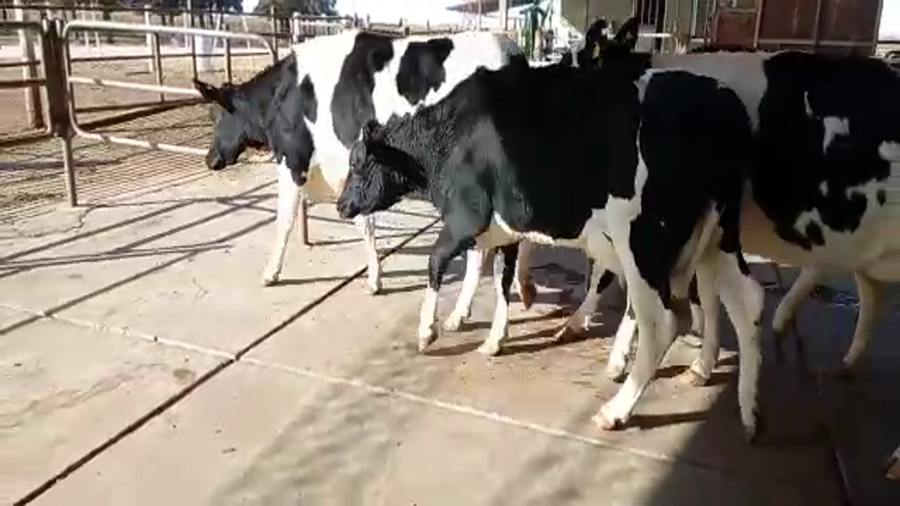 Lote La Ramada - Sarmiento