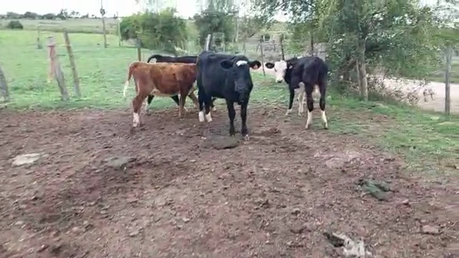 Lote 5 Terneras Angus y Hereford