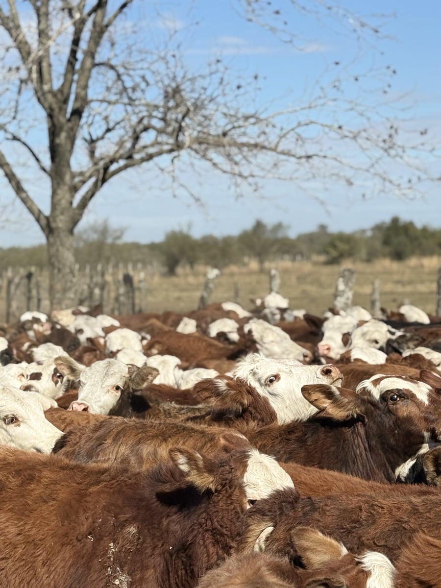 Lote 120 Terneros en Corrientes, Mercedes