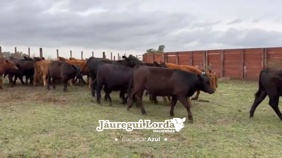Lote 31 Terneros/as