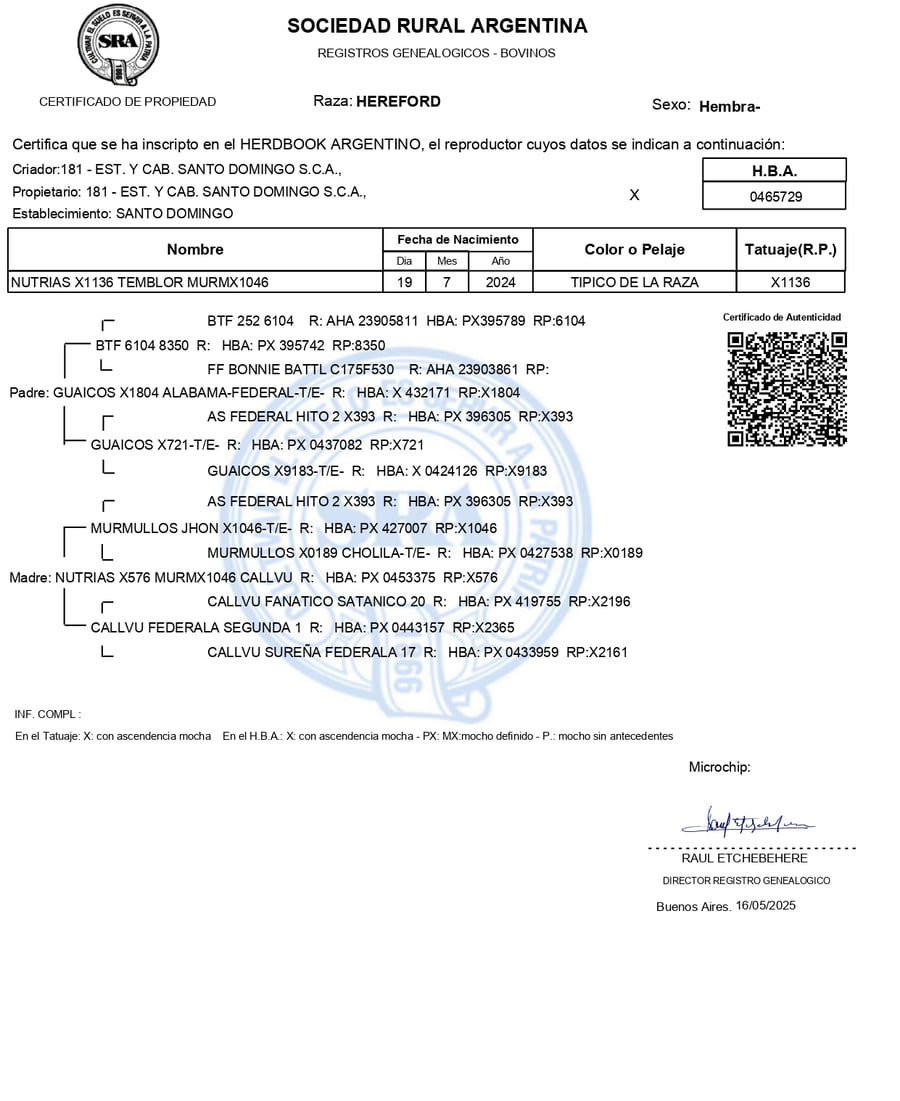 Lote Terneras PP