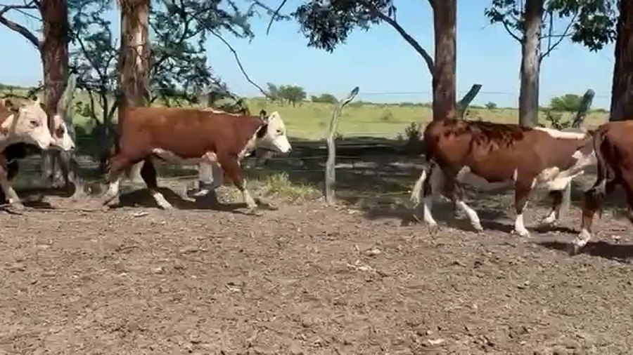 Lote 39 Terneros/as en Corrientes, Monte Caseros