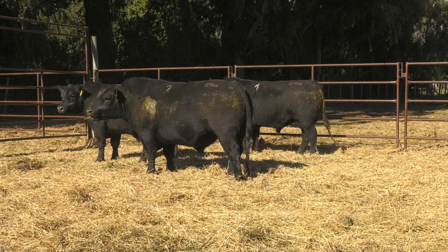 Lote TOROS PUROS DE PEDIGREE